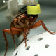 Illustration for article titled Bionic Hero-Cockroaches Might Become First Responders in Natural Disasters